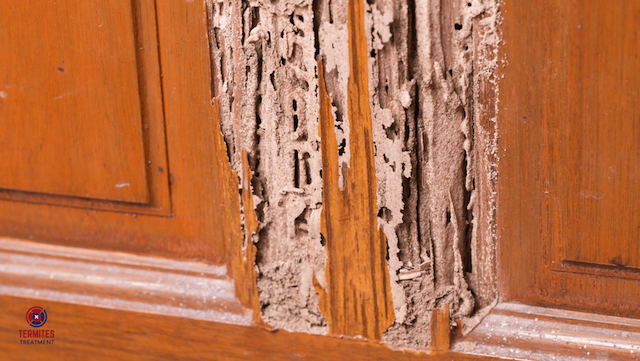 Signs Of Termites Infestation