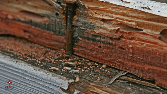 Termites Infestation Singapore
