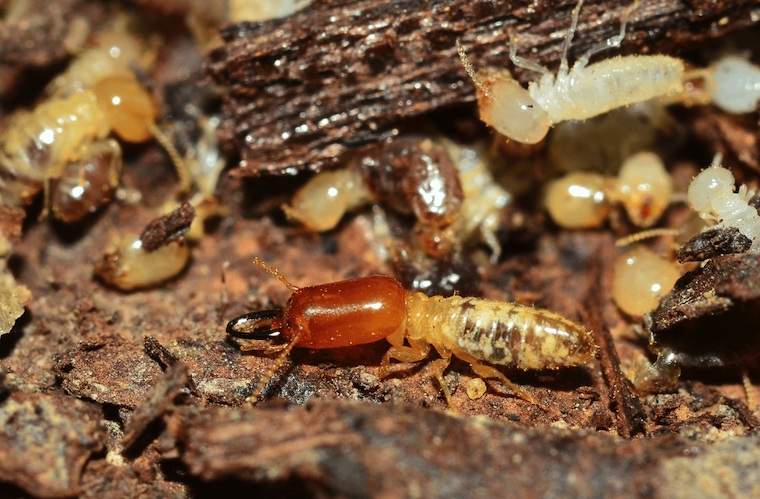 Understanding What Are Dampwood Termites
