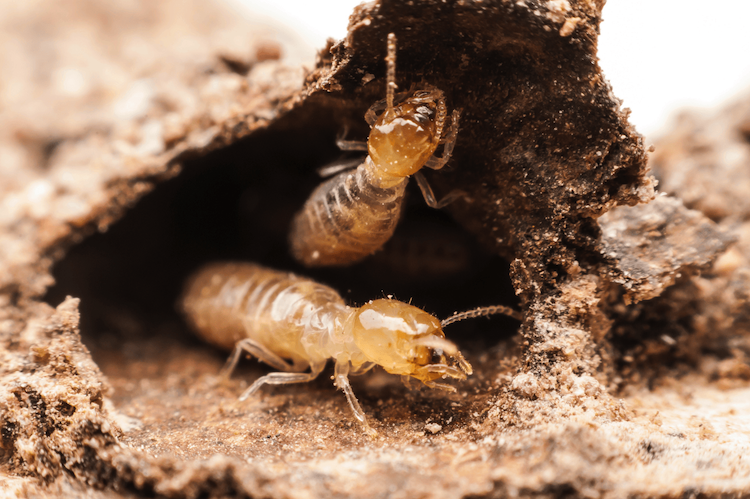 Understanding What Are Drywood Termites