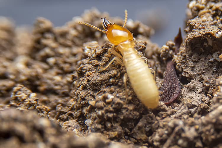 What is Termite Corrective Treatment (Post-Construction Anti-Termite Treatment)?
