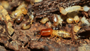 Types Of Termites - Dampwood
