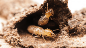 Types Of Termites - Drywood
