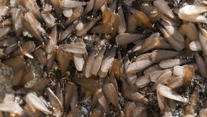 Types Of Termites - Flying