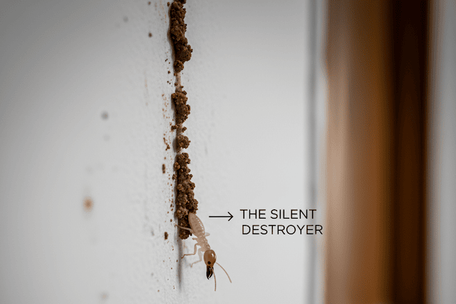 Why You See "Termite Tunnels" on Your HDB Wall (And What to Do Immediately)